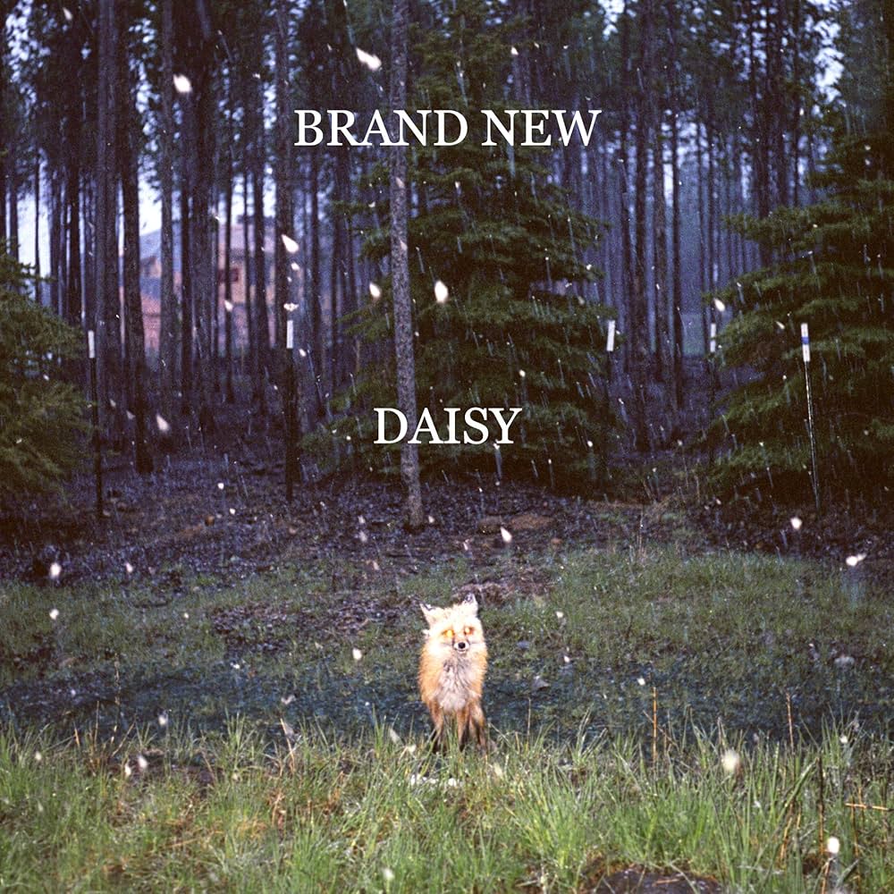 BRAND NEW - DAISY