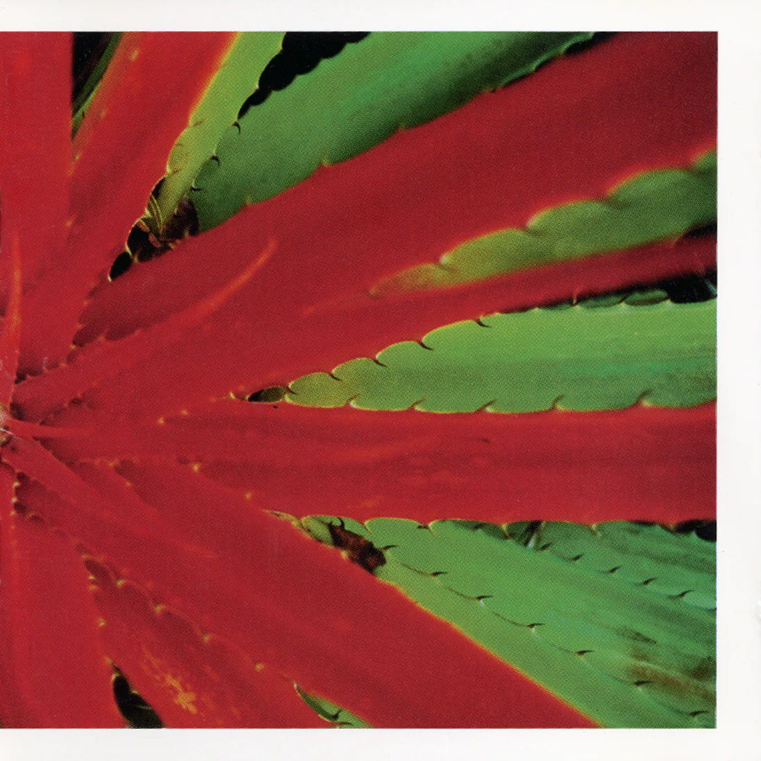 JEJUNE - THIS AFTERNOONS MALADY