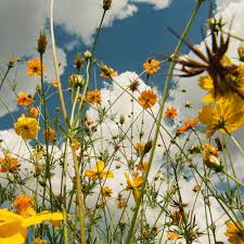 TASHA - YOU ARE SPRING