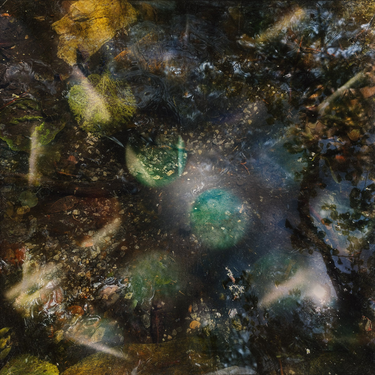 GREEN-HOUSE - A HOST FOR ALL KINDS OF LIFE