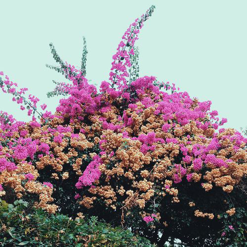JAY SOM - TURN INTO Vinyl LP