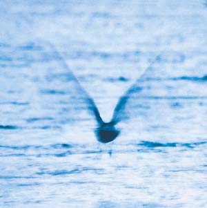 RYO FUKUI - MELLOW DREAM Vinyl LP
